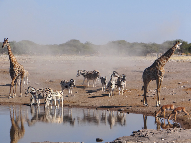 L'hivers en Namibie correspond à la saison sèche, c'est la meilleure saison pour voir les animaux dans les points d'eaux au Parc National d'Etosha photo blog voyage tour du monde travel https://yoytourdumonde.fr