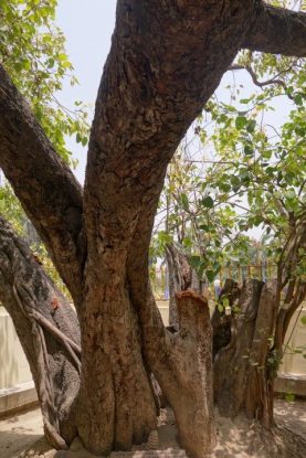 bouddha-arbre-inde-varanasie-eveil