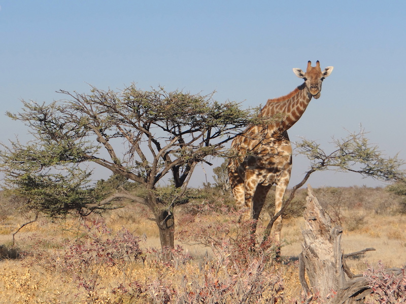 Il y a de très nombreuses girafes à Etosha photo blog voyage tour du monde travel Afrique https://yoytourdumonde.fr