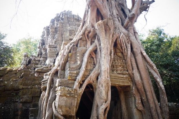 Les racines des arbres qui enlacent sur les temples d'Angkor à l'image de Ta Prohm