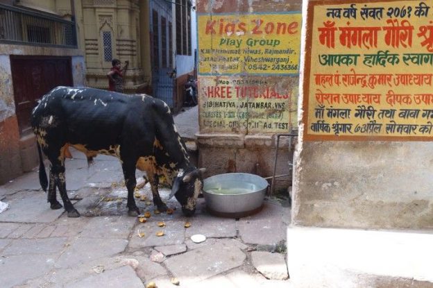 Ville sainte, Gange saint, et bien sur vache sainte. Viva India! Photo blog voyage tour du monde https://yoytourdumonde.fr