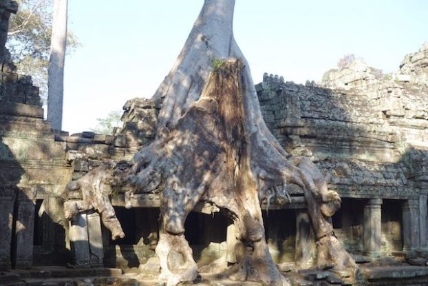 Les celebres racines des arbres qui changent la forme des temples du coté des temples d'Angkor ici photo blog Preah Khan https://yoytourdumonde.fr