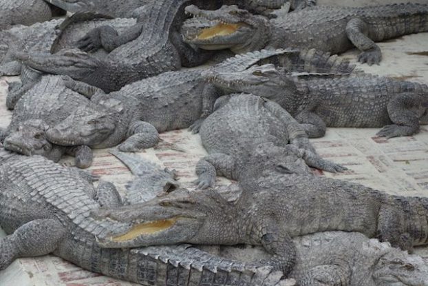 Apres l'Autralie je me retrouve devant des crocodiles mais cette fois ci du cote du cambodge photo blog https://yoytourdumonde.fr