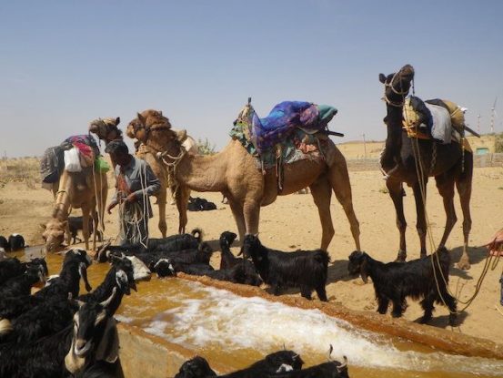 Quelques puits sont present dans le desert de Thar dans le Rajasthan en Inde pour les habitants mais aussi pour les animaux comme les dromadaires photo voyage tour du monde https://yoytourdumonde.fr