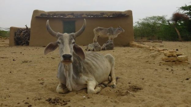 Vous allez quand meme retrouver des vaches bien vivantes dans le desert de thar en inde dans le rajasthan