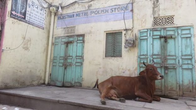En inde les vaches sont sacrées et vous pouvez les trouvés dans les centres ville comme a Jaipur photo blog voyage tour du monde https://yoytourdumonde.fr