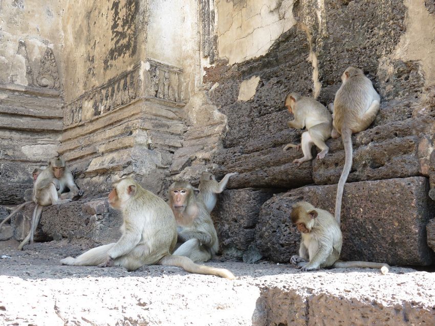 Lopburi-thailande-temple-singe