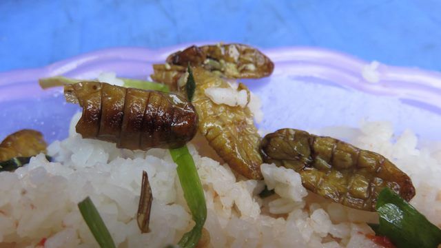 voyage-travel-repas-restaurant-larve-nourriture-hanoi-vietnam