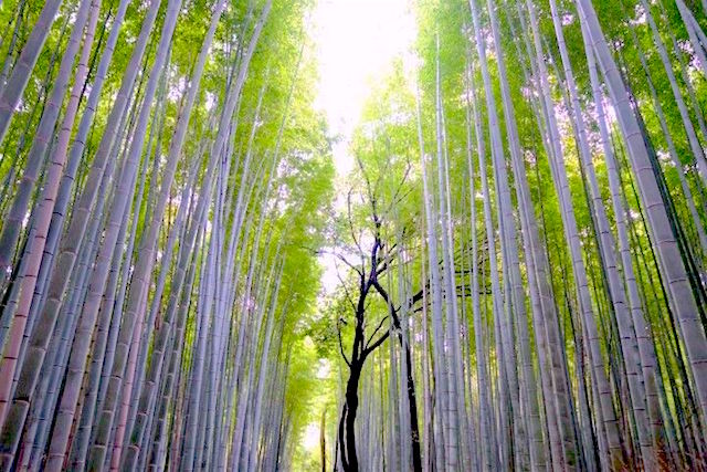 Les couleurs de la foret de bambou est vraiment un endroit époustouflant photo blog voyage tour du monde https://yoytourdumonde.fr