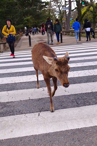 Les daims et cerfs au Japon prennent le passage clouté du coté de Nara. Photo blog voyage tour du monde https://yoytourdumonde.fr