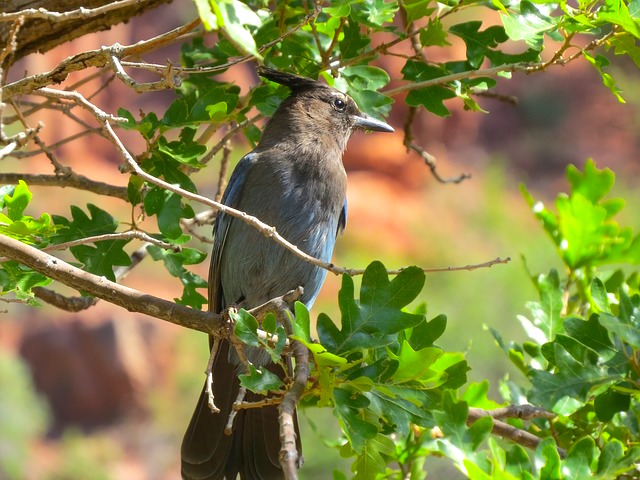 Vous allez pouvoir voir beaucoup d'animaux et d'oiseaux dans le Grand Canyon, photo blog voyage tour du monde https://yoytourdumonde.fr