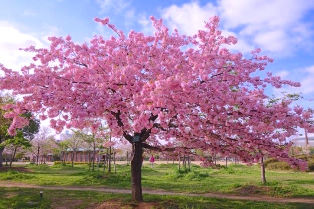 Les cerisiers en fleurs au Japon sont d'une beauté extraordinaire comme ici à Osaka photo blog voyage tour du monde https://yoytourdumonde.fr